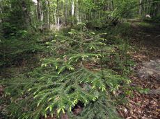 Taxus-baccata_подрост